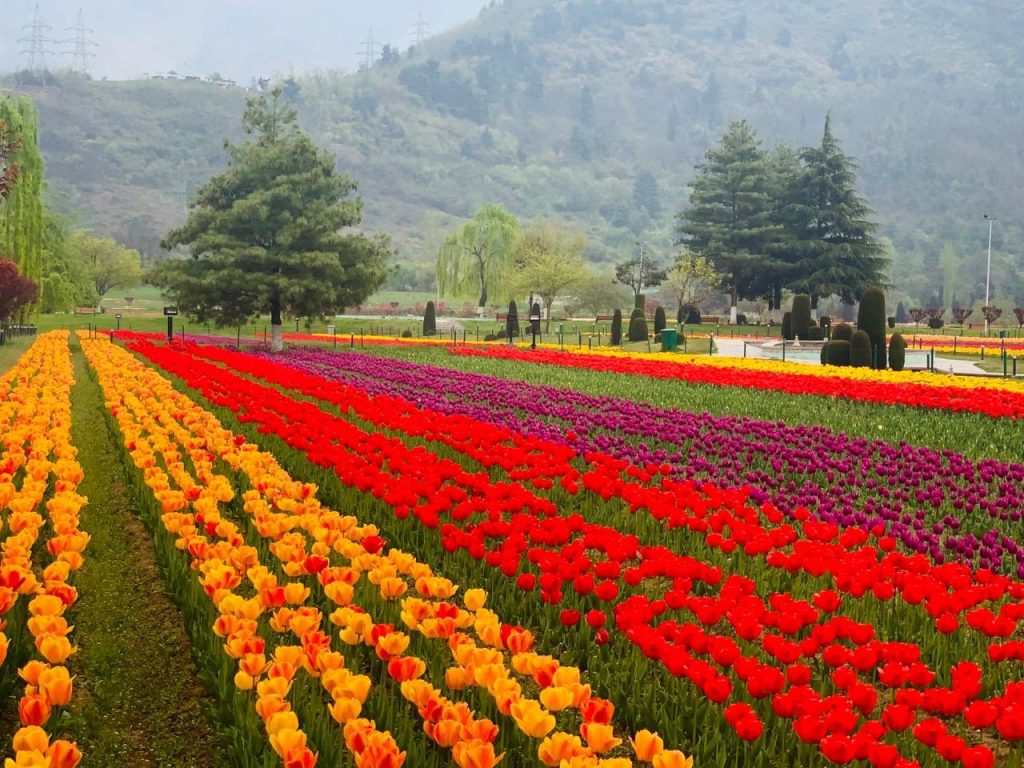 tulip garden jammu and kashmir