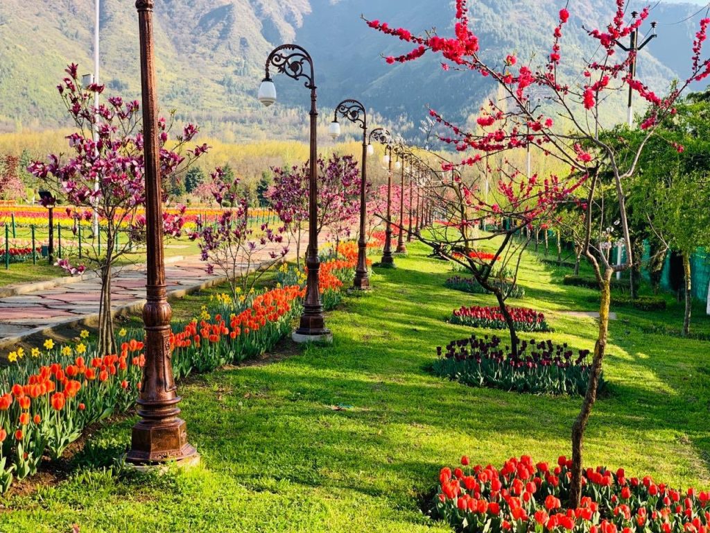 tulip garden jammu and kashmir