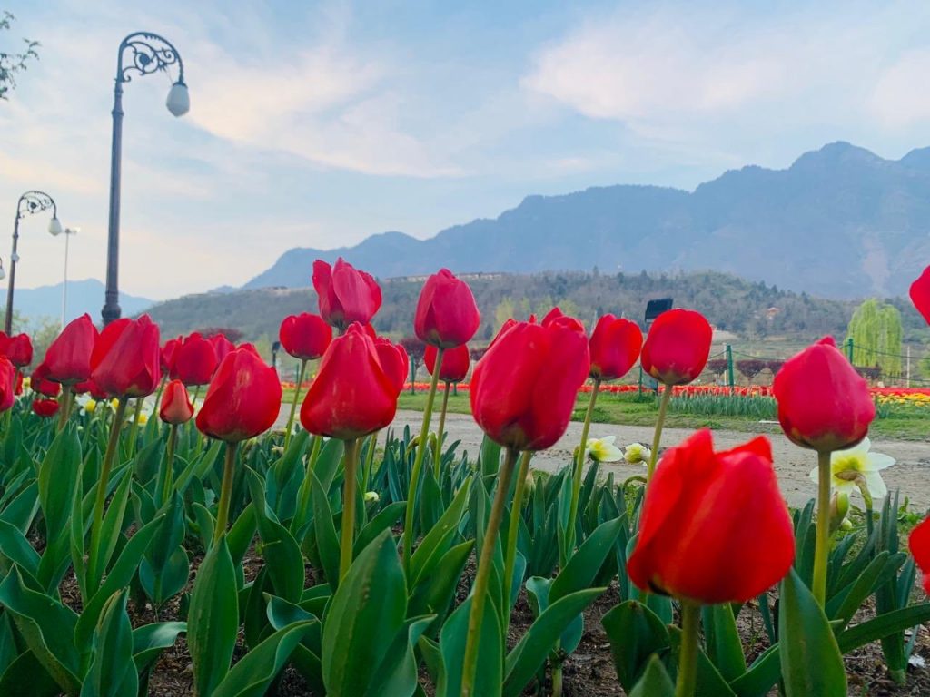 tulip garden jammu and kashmir