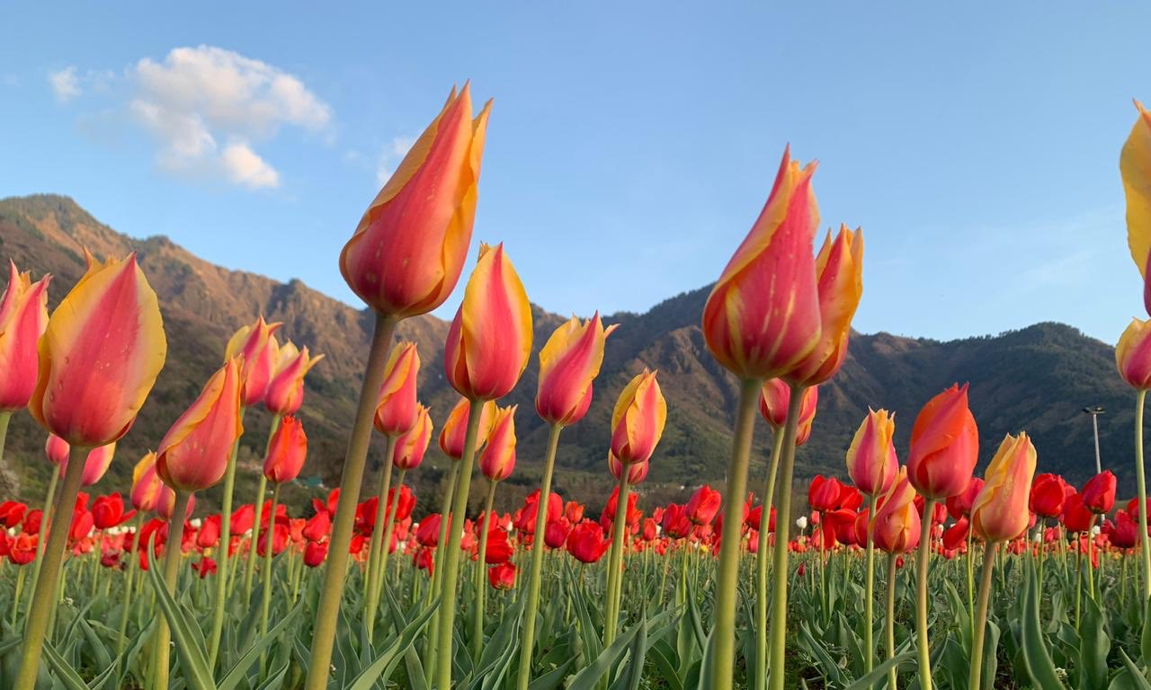 tulip garden jammu and kashmir